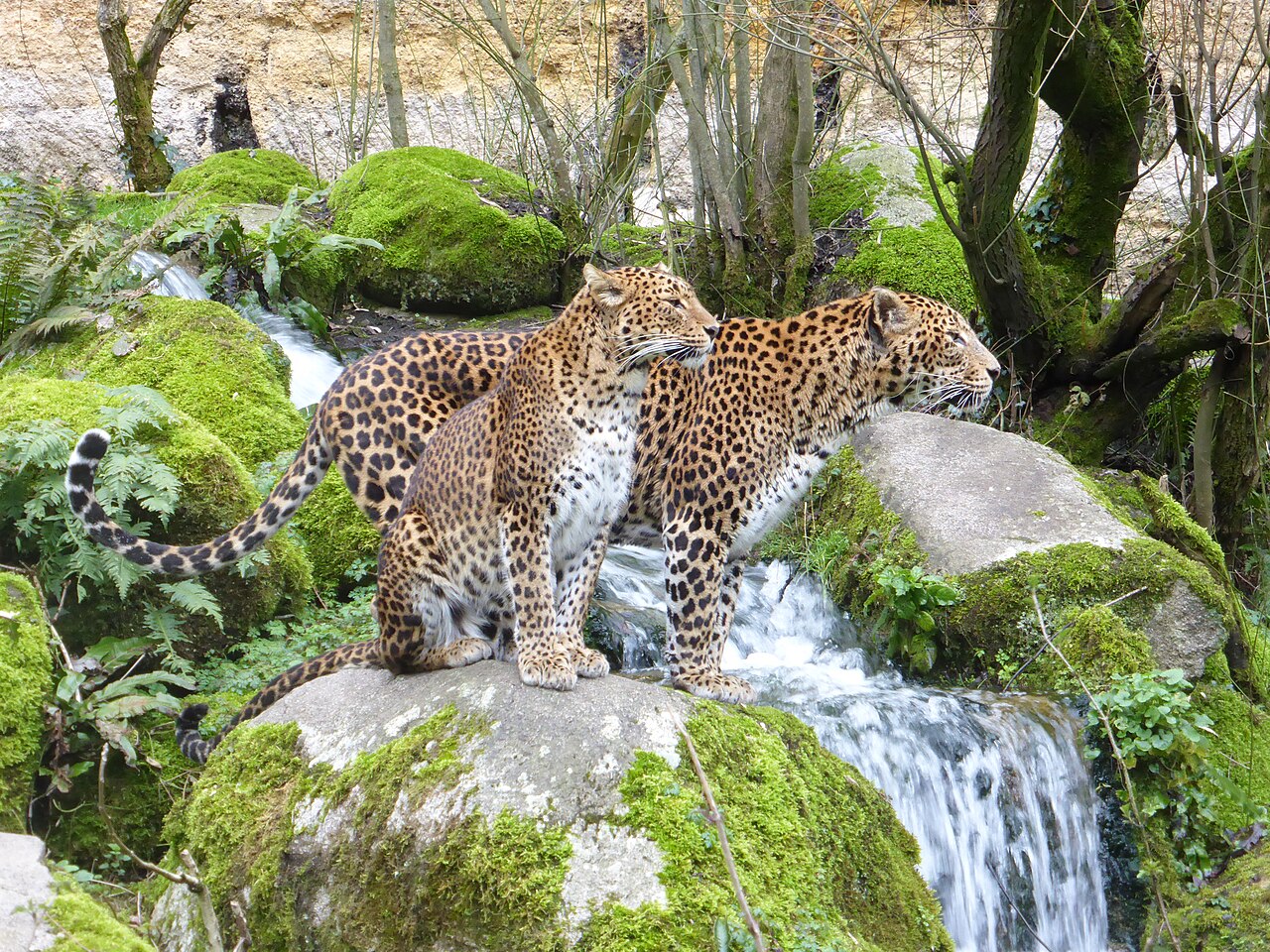 Bioparc de Doué-la-Fontaine