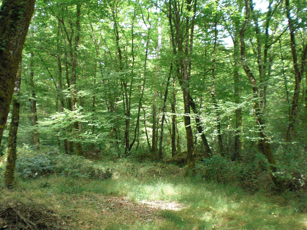 Forêt du Gâvre