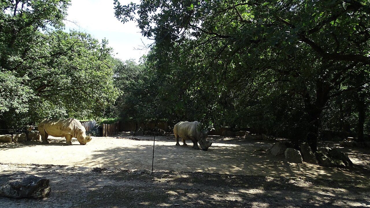 Zoo African Safari